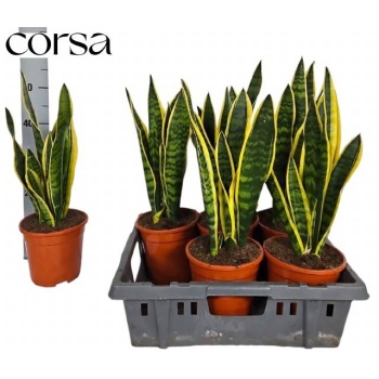 product/img.floraplaza.nl/9569-17-LIVE_fotos-0xDBA9A8803784488E475A3F075440FD32220DAB59.jpg