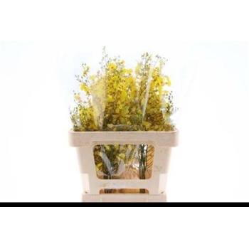 product/img.floraplaza.nl/961-50-LIVE_fotos-0x8F029054E5DD670B23FFCD12D02184BD2BB010AB.jpg