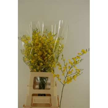 product/img.floraplaza.nl/961-70-LIVE_fotos-0xD3C99AF4F8AE9E7716EF7EA4FFB824A7CFE6F80F.jpg