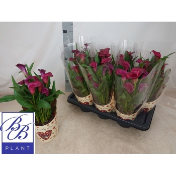 product/img.floraplaza.nl/9652-14-LIVE_fotos-0x663B7BC63F2908EC18E12A8DEC61D1A15674F99B.jpg product/img.floraplaza.nl/9652-14-LIVE_fotos-0x663B7BC63F2908EC18E12A8DEC61D1A15674F99B.jpg