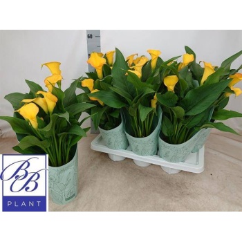 product/img.floraplaza.nl/9652-14-LIVE_fotos-0xD8A426E8E402CDEF9A6290919ED0F5E95CD67DC6.jpg