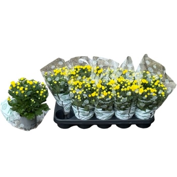 product/img.floraplaza.nl/9658-12-LIVE_fotos-0xC06DB568C7BD2781D0DB0BA361911024549CF0D6.jpg