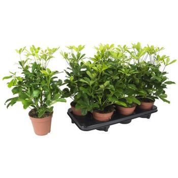 product/img.floraplaza.nl/9715-13-LIVE_fotos-0xFBBED52C0E6129BF2D37B0B4E47E057089D70CE1.jpg