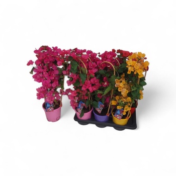 product/img.floraplaza.nl/9760-17-LIVE_fotos-0xDD5411456E2E5C734328BC77305BFE89E1BA6570.jpg