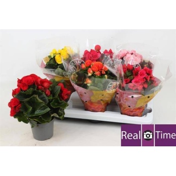 product/img.floraplaza.nl/9830-13-LIVE_fotos-0xDCA78BB1CB939E0AA8969AC44CEB7B3A205F4B62.jpg