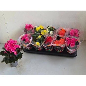 product/img.floraplaza.nl/9830-9-LIVE_fotos-0xF4C605672BEAA8D176EB689752C31A16AED5A5A3.jpg