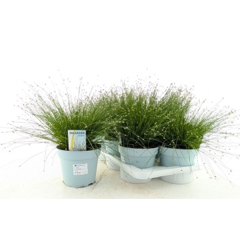 product/img.floraplaza.nl/99159-17-LIVE_fotos-0xBB6C3101655ED795F638B4C0BBFE4A8600BC2A25.jpg