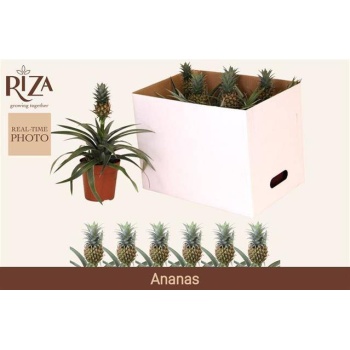 product/img.floraplaza.nl/ANA12-LIVE_fotos-0x32D31DF107F4F5E8A7176098AB8EE539CF9E7DA3.jpg