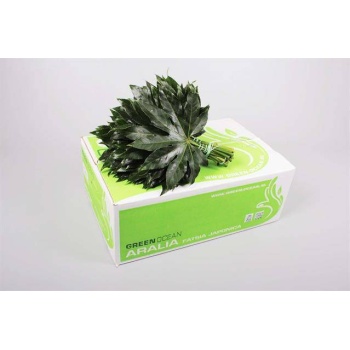 product/img.floraplaza.nl/ARALIA_RIO_VERDE_30CM-LIVE_fotos-0x1C8CA3AF1FE4311F735D41890BDDB6553A3F2737.jpg