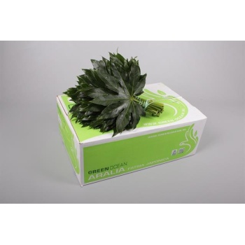product/img.floraplaza.nl/ARALIA_RIO_VERDE_30CM-LIVE_fotos-0x7F665580CA334D3C3F1A62FB88D9EC3996664BA8.jpg