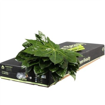 product/img.floraplaza.nl/ARALIA_RIO_VERDE_30CM-LIVE_fotos-0xAB089E9EED185406D2D007BD62A9005A8C3F7841.jpg