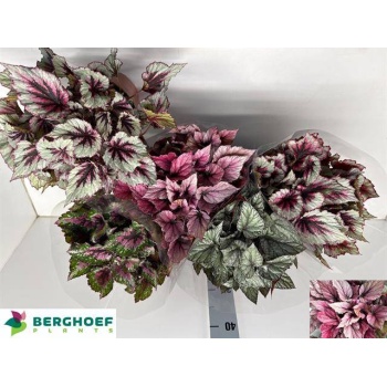 product/img.floraplaza.nl/BEG17MIX-LIVE_fotos-0xDD07419E7D1B34A3C35557306CF0958B8ECF98FC.jpg
