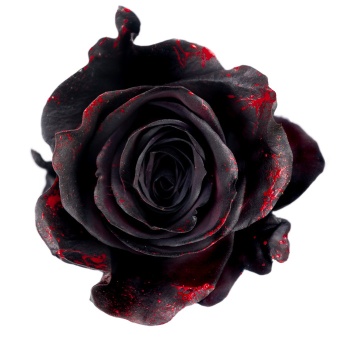 product/img.floraplaza.nl/BLACKSPLASHRED-60-ART_fotos-Mystic Tinted Catalogue-TNT Black Splash Red FD_SingleSt_X.jpg