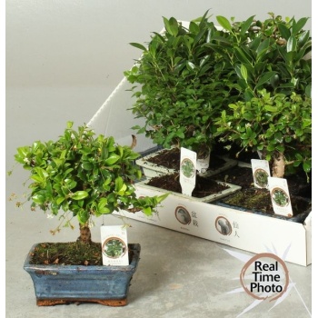 product/img.floraplaza.nl/BON15-LIVE_fotos-0xF126CF9B5A7FD21AE4AE00AF647A2657A7A6FB97.jpg