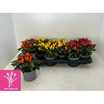 product/img.floraplaza.nl/CAP510SAL-LIVE_fotos-0xF6CB24ECE5BDAAF09069D4254C4A2F4B179B05D4.jpg