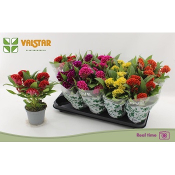 product/img.floraplaza.nl/CELCT12-LIVE_fotos-0xB6E9B9FA30EDF33CB3B9A337CB45295CD4164275.jpg
