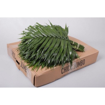 product/img.floraplaza.nl/CHICO_JUMBO_MAYA-ASSORTI_fotos-COLORIGINZ-Chico Jumbo Box (LOM).jpg