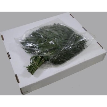 product/img.floraplaza.nl/CHICO_JUMBO_MAYA-ASSORTI_fotos-gcon-GCON Blad chico jumbo.JPG