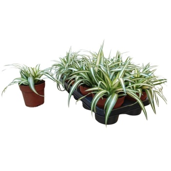 product/img.floraplaza.nl/CHL12-LIVE_fotos-0x74E46E4EC381E28AF7774D9A8EC5C2A529819BE2.jpg