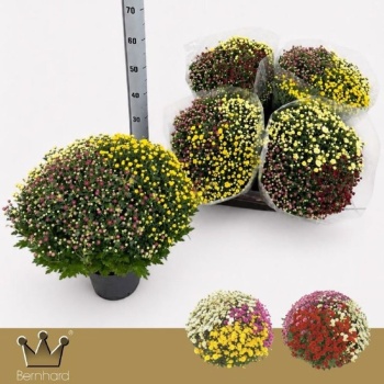 product/img.floraplaza.nl/CHR19JAS-LIVE_fotos-0xE0CB7CBED5A343CF133C647ACF7BA6CEE5F71E8D.jpg