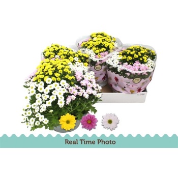 product/img.floraplaza.nl/CHR23IND-LIVE_fotos-0x43BCB70CBA2EBF70DA0F3166D3E21AF31BFB5CFF.jpg