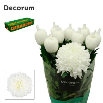 product/img.floraplaza.nl/CHRANTO-LIVE_fotos-0x8BF4B6BB951DD8AE7D326D0EFD3B37DBC5E87F9B.jpg