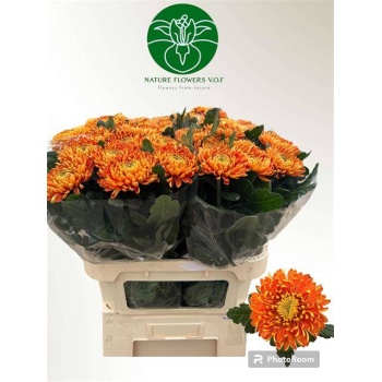 product/img.floraplaza.nl/CHRAS7-LIVE_fotos-0x415EB11A3244AF7B66930F9B9C01305BC1FFAD56.jpg