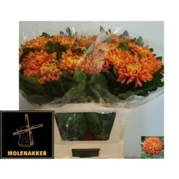 product/img.floraplaza.nl/CHRAS7-LIVE_fotos-0xF17C3464A081B03F11716B9B932890D731B4D6BC.jpg