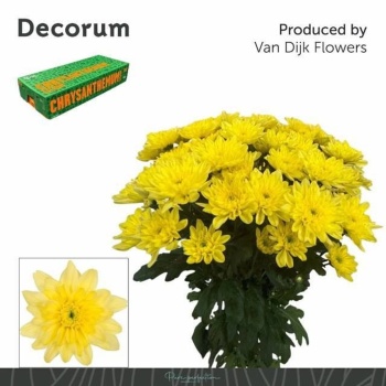product/img.floraplaza.nl/CHRBALY-LIVE_fotos-0x12DFC744F0A1A25ED423F9CA26CD7CECAE9E2F90.jpg