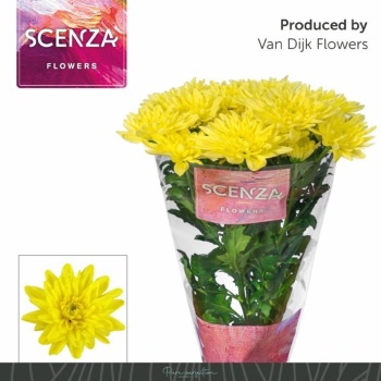 product/img.floraplaza.nl/CHRBALY-LIVE_fotos-0xCB754949BA6E427317A8A26DD055B0C6D9F5E401.jpg