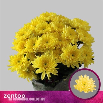 product/img.floraplaza.nl/CHRBALY-LIVE_fotos-0xD6C7E9F2F40D5FAED69B56E3908D96DB3944F853.jpg