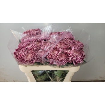 product/img.floraplaza.nl/CHRBIG-LIVE_fotos-0x7B233E5A8B8F152D82F4E1D9C75726B341830055.jpg