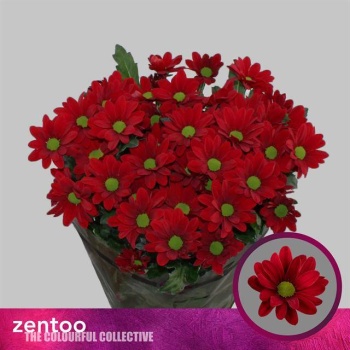 product/img.floraplaza.nl/CHRBON-LIVE_fotos-0x910D3A5A6031510E54BE11C9E821F4943BE9C9DE.jpg