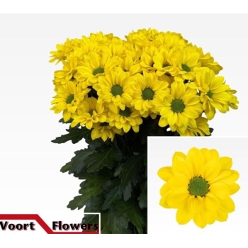 product/img.floraplaza.nl/CHRCOP-LIVE_fotos-0x098F7673010C044CDCAECF20D972B555E265103C.jpg