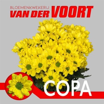 product/img.floraplaza.nl/CHRCOP-LIVE_fotos-0x6704D7644D968D07D73DBB19FA45F94D91DF5020.jpg