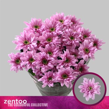 product/img.floraplaza.nl/CHRFIA-LIVE_fotos-0xA636DA42F1E26D26B2AEE48328568E5C6A8204F2.jpg