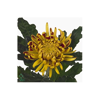 product/img.floraplaza.nl/CHRFUEG-ART_Fotos-VBN-vbn28217.jpg