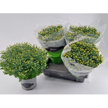 product/img.floraplaza.nl/CHRKOL19-LIVE_fotos-0x067CB186174A40C0FA06195C7FCBC460B7B5CD7B.jpg