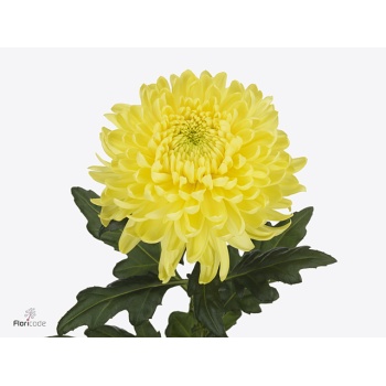 product/img.floraplaza.nl/CHRMAYE-ART_Fotos-VBN-vbn121647.jpg
