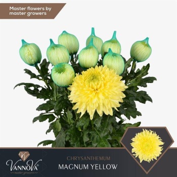 product/img.floraplaza.nl/CHRMAYE-LIVE_fotos-0xAC301CC994410AEBC8D1DA4C3440AB07AD2E16B3.jpg