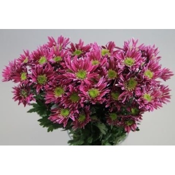 product/img.floraplaza.nl/CHRSAB-ASSORTI_fotos-Papaianni-Papaianni - Chrys tr saba.JPG