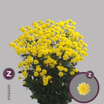product/img.floraplaza.nl/CHRSTAY-LIVE_fotos-0x819212F900293FA91C6F4D1D8C163C62A0B43C72.jpg
