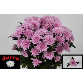 product/img.floraplaza.nl/CHRVER-LIVE_fotos-0x9EBFF9B4B8464D4077111EAB1DA49351D1FA68E6.jpg