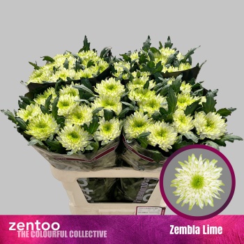 product/img.floraplaza.nl/CHRZL7-LIVE_fotos-0x6C66BAFE037DA1B2677FE18245B63204FD7CF189.jpg