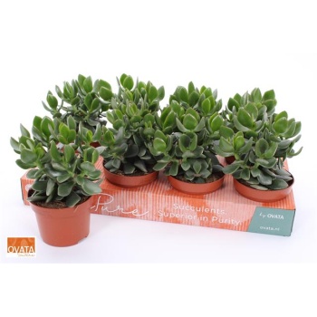 product/img.floraplaza.nl/CRA12HULK-LIVE_fotos-0xC8EDEE9406E2E86EABCB84FAEC26711C910B63F5.jpg