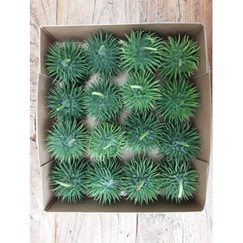 product/img.floraplaza.nl/CUCUM-LIVE_fotos-0x0A8FB821C9DD565D9D87A1F4D5A08D17FCE885FF.jpg