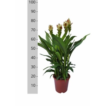 product/img.floraplaza.nl/CUR21-LIVE_fotos-0xC44E4EC0FDC3706423725AA2143CA00EFEFE6549.jpg