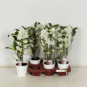 product/img.floraplaza.nl/DEN12-LIVE_fotos-0x23B0779DDF43823DBFDC4CEF474438921B311D96.jpg