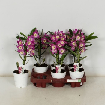 product/img.floraplaza.nl/DEN12-LIVE_fotos-0x3C627A94F61C50433E472E6CD1FB27E394E8765A.jpg