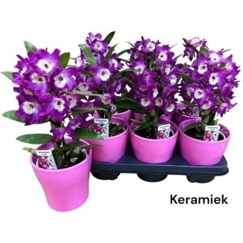 product/img.floraplaza.nl/DEN12-LIVE_fotos-0xDE70B3F02CC9883C5F27EB8E8F4C0DACCB367C69.jpg